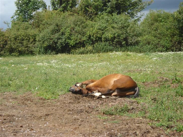 Svensk Varmblod HollyWood Boss billede 12