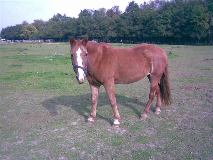 Anden særlig race Emma (R.I.P D':) - Det her blev et rigtig godt billede ;) Fotograf: Mich ;D billede 6