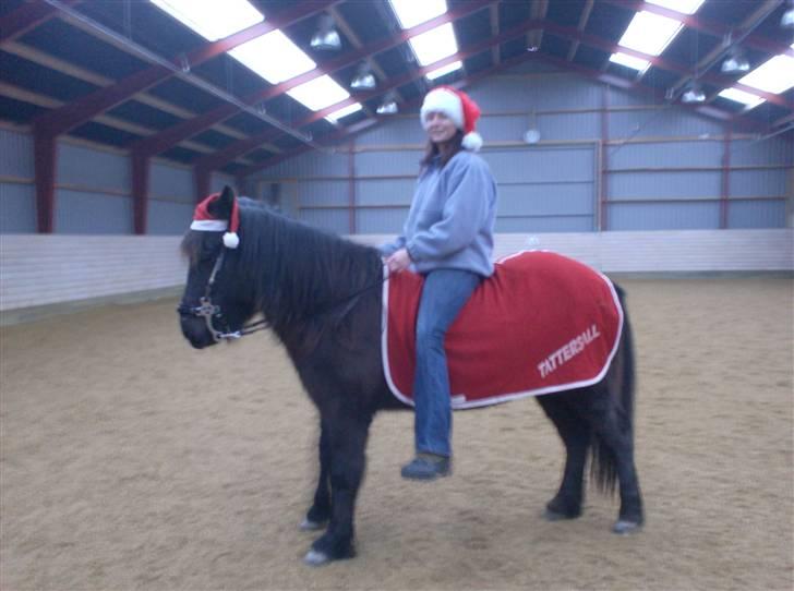 Islænder Vikingur fra Sejershøj - Julen 08 ;) beklager kvaliteten, kameraet er i stykker :-( billede 16