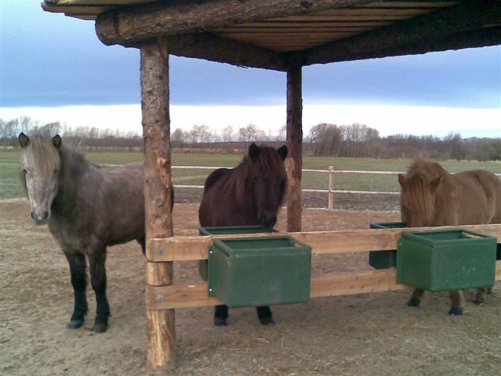Islænder Vikingur fra Sejershøj - Vikingen med hans 2 kammerater Draupnir og Odin billede 17