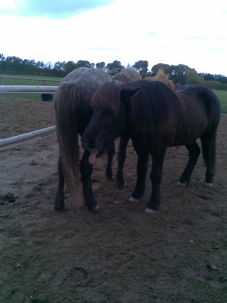 Islænder Vikingur fra Sejershøj - Puha den bagende lugter ad siger vikingen hehe billede 19