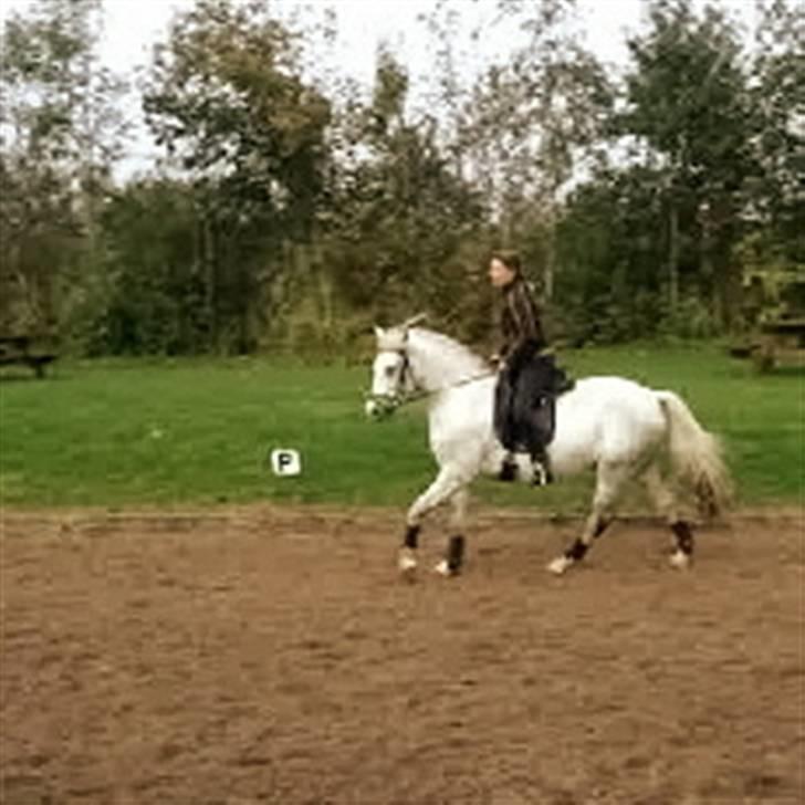 Connemara  silver night *solgt* billede 9