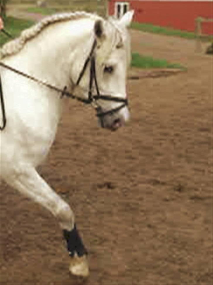 Connemara  silver night *solgt* billede 11