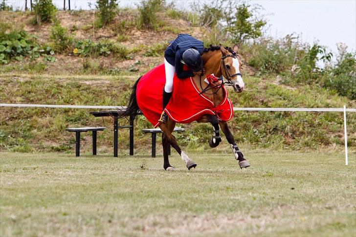 Welsh Pony (sec B) Blanka Graadahl. - æresrundte 2010 Jeg elsker dig, billede 3