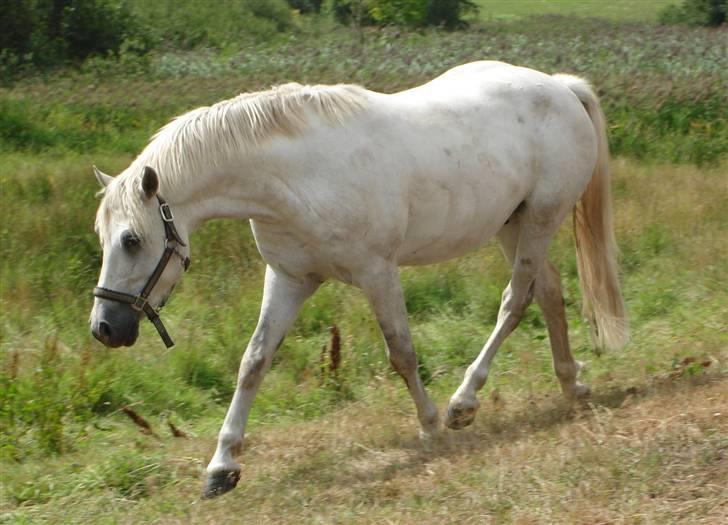 Connemara  silver night *solgt* billede 17