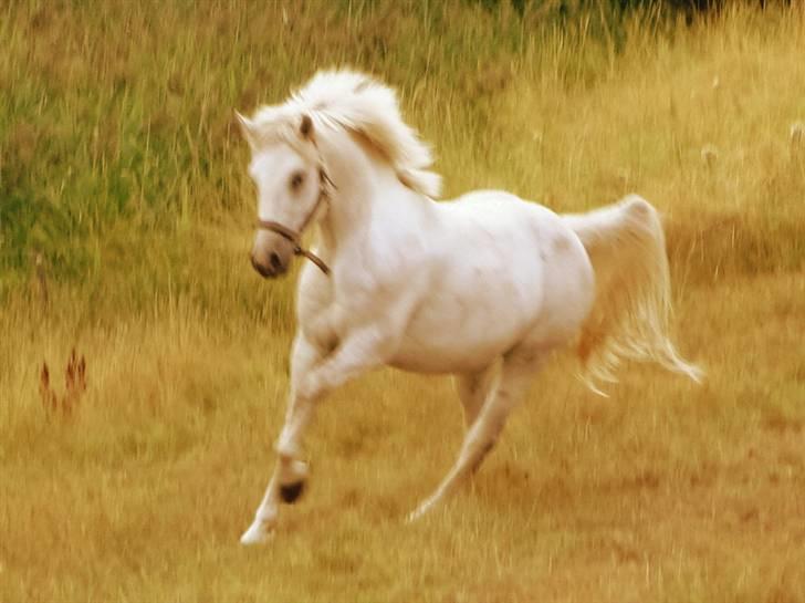 Connemara  silver night *solgt* billede 18