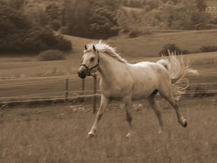 Connemara  silver night *solgt* billede 19