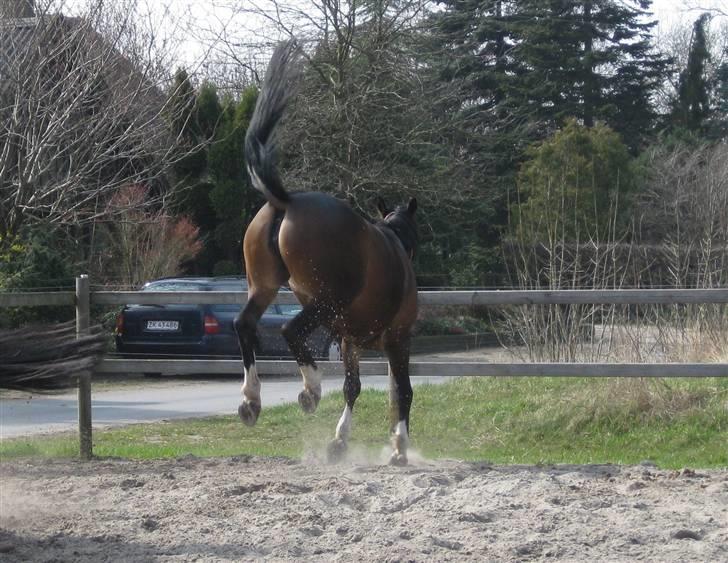 Anden særlig race Freja - Himmelhest - Horsepower :) billede 8