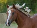 Welsh Mountain (sec A) Min søde pony Daisypigen