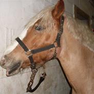 Haflinger Emma (Halvpart)