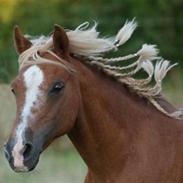 Welsh Mountain (sec A) Min søde pony Daisypigen