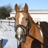 Haflinger Luca<3