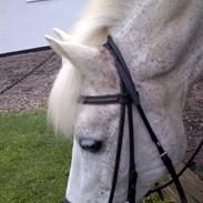 DSP Bæklunds Mario SOLGT