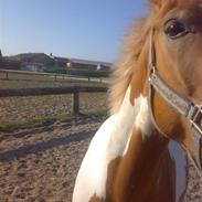 Anden særlig race Nordea's Bommert <3*solgt