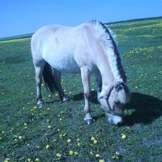 Fjordhest Freja