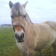 Fjordhest Freja