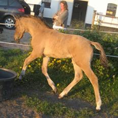 Tysk Sportspony No Worries S