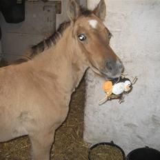 Tysk Sportspony No Worries S