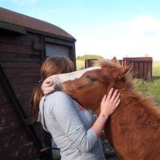 Tysk Sportspony Mr. Fancy Pants