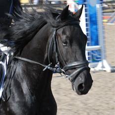 Welsh Cob (sec D) Tolstrups Kahjal