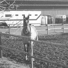 Dansk Varmblod luciano Foldager Gl.Lånt 