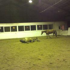 Dansk Varmblod luciano Foldager Gl.Lånt 