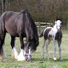 Irish Cob Igors Riain of April STER