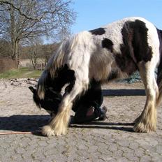 Irish Cob Igors Riain of April STER