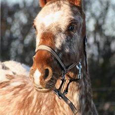 Anden særlig race Alcon *SOLGT*