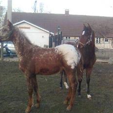 Anden særlig race Alcon *SOLGT*