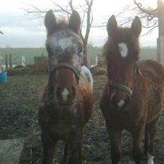 Anden særlig race Alcon *SOLGT*