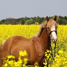 DSP Enekær's Barbados 