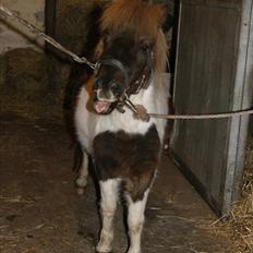 Shetlænder Hjøllundgårds Camelot