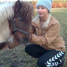 Shetlænder Hjøllundgårds Camelot