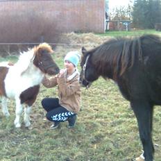 Shetlænder Hjøllundgårds Camelot