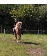 Islænder Gullfaxi fra Stengaarden 
