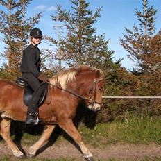 Islænder Gullfaxi fra Stengaarden 