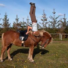 Islænder Gullfaxi fra Stengaarden 