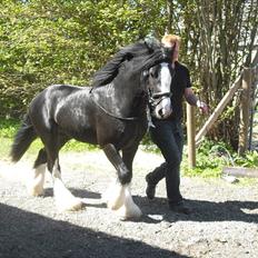 Irish Cob Hauges Benn The Blagdon 