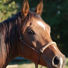 Anglo Araber (AA) Barthimæus