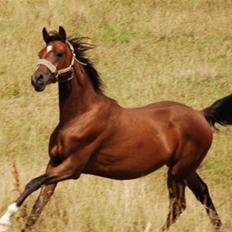 Anglo Araber (AA) Barthimæus