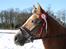 Haflinger Luca<3 - RYR