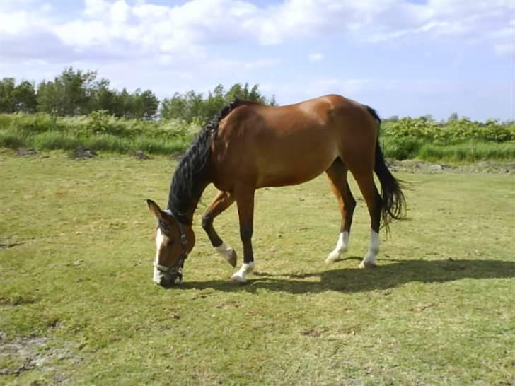 Anden særlig race Abi   gone ); - abi på fold. billede 13