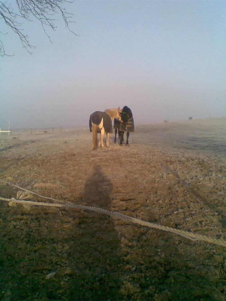 Palomino Max Edslev - SOLGT - Max og Capone - Taget med mobil d 26/12-08 billede 15