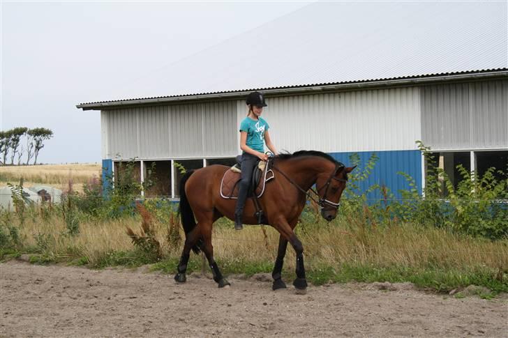 Welsh Pony af Cob-type (sec C) Fiango Junior - træning d. 29 juli billede 2