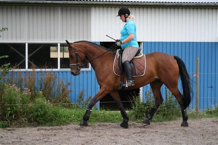 Welsh Pony af Cob-type (sec C) Fiango Junior - træning d. 29 juli billede 4