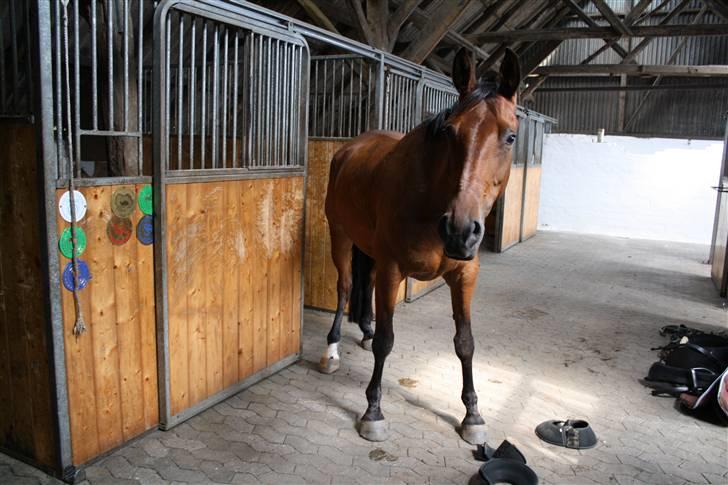 Welsh Pony af Cob-type (sec C) Fiango Junior - træning d. 29 juli billede 5