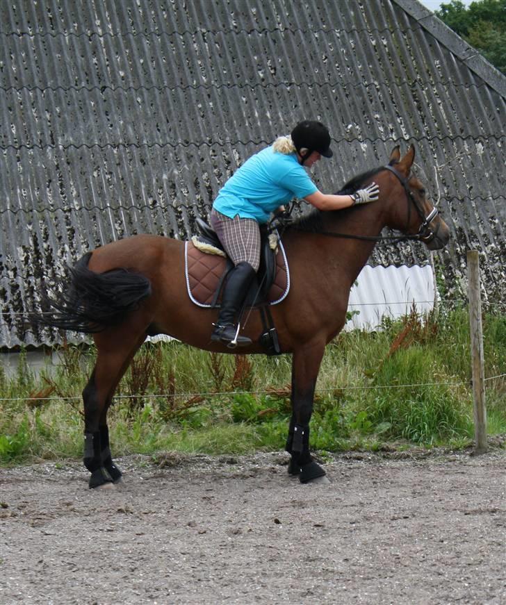 Welsh Pony af Cob-type (sec C) Fiango Junior - træning d. 29 juli billede 7
