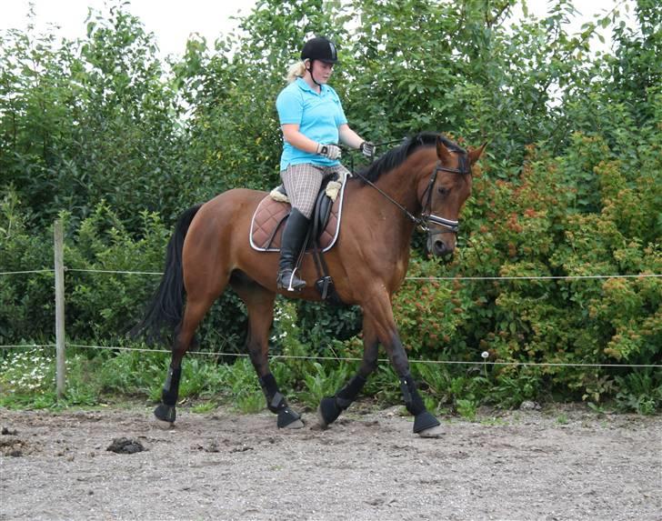Welsh Pony af Cob-type (sec C) Fiango Junior - træning d. 29 juli billede 8