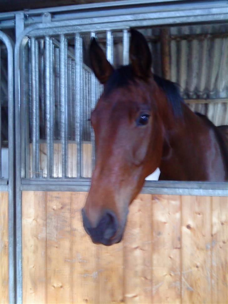 Welsh Pony af Cob-type (sec C) Fiango Junior - Dagen efter jeg havde fåede ham (: <33 (Taget med mobil) billede 9